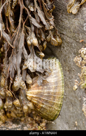 Gemeinsame Limpet Patella Vulgata und Algen auf Felsen England UK Stockfoto