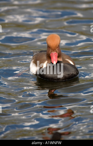 roten crested Tafelenten Netta Rufina männlich Stockfoto