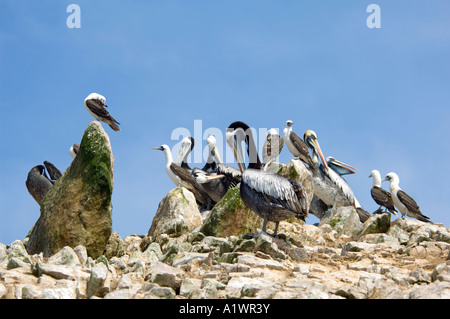 Eine Nahaufnahme der Vogelwelt auf den Ballestas-Inseln in der Paracas National Reserve, Peru. Stockfoto