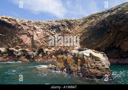 Ein Blick von der südamerikanische Seelöwe (Otaria Flavescens) auf den Ballestas-Inseln in der Paracas National Reserve, Peru. Stockfoto