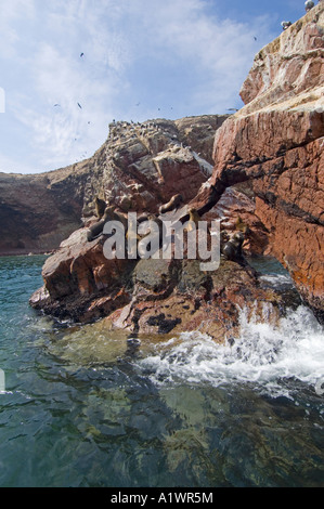 Ein Blick von der südamerikanische Seelöwe (Otaria Flavescens) auf den Ballestas-Inseln in der Paracas National Reserve, Peru. Stockfoto