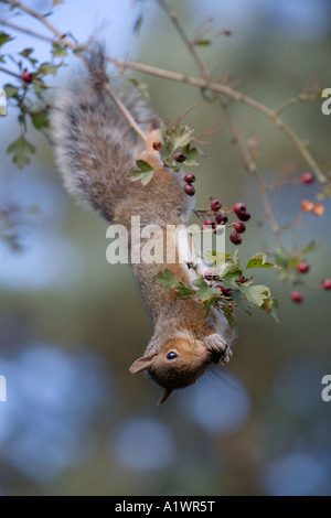 graue Eichhörnchen Sciurus Carolinensis ernähren sich von Weißdorn Beeren Herbst East Anglia Stockfoto