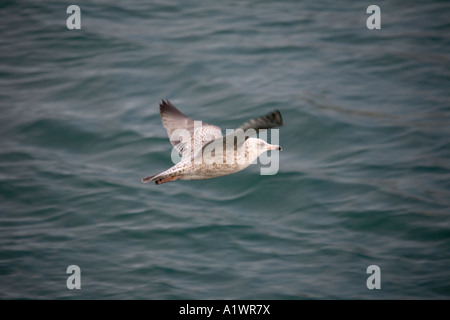 Silbermöwe Larus Argentatus ersten Winter juvenile im Flug Stockfoto