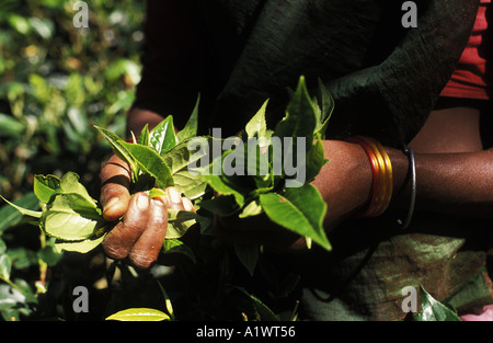 Frau Kommissionierung Tee Stockfoto