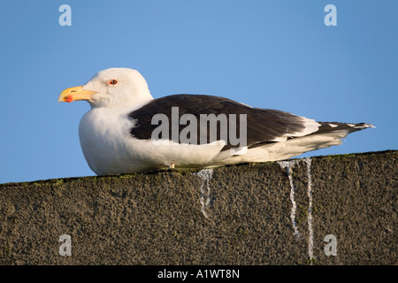 große schwarze zurück Möve Larus Marinus Erwachsene im Winter cornwall Stockfoto