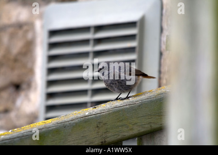 Hausrotschwanz Phoenicurus Ochrurus Cornwall winter Stockfoto