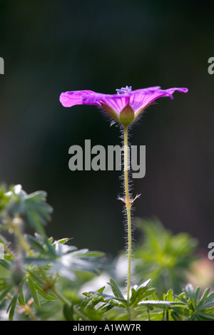 blutige Storchschnabel Geranium Sanguineum Hintergrundbeleuchtung zeigt Haare auf Stamm Stockfoto