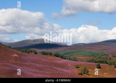 Schottisches Heidekraut Moor oder Heide Mar Lodge Estate, Cairngorm National Park Royal Deeside, Schottland, Vereinigtes Königreich Stockfoto