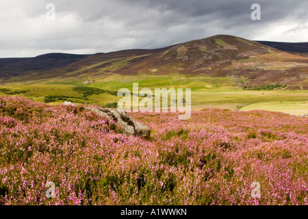 Schottische Heidenszenen - schottische Heidenlandschaft und blauer Himmel auf Hochmoor oder Moorland, Cairngorms National Park, Royal Deeside, Großbritannien Stockfoto