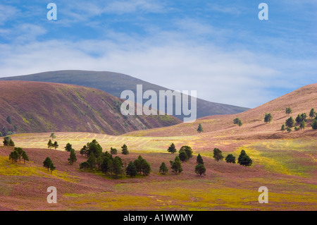 Schottisches Heidekraut Moor oder Heide Mar Lodge Estate, Cairngorm National Park Royal Deeside, Schottland, Vereinigtes Königreich Stockfoto