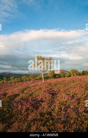 Morrone Birkwood, Landschaft der schottischen Heidelandschaft und Silber Birke Wald Bäume Mar Lodge Estate, Braemar, Aberdeenshire, Großbritannien Schottland Cairngorm Stockfoto