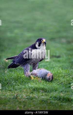Peregrine, Falco Peregrinus mit Rebhuhn Beute Stockfoto