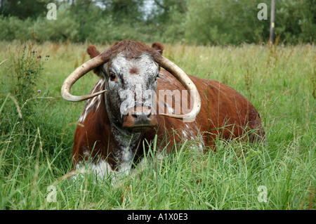 Kuh im Feld auf landwirtschaftlichen Flächen liegen Stockfoto