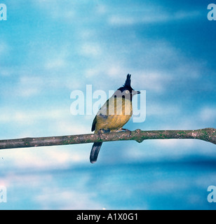 Schwarzen crested Bulbul Pycnonotus melanicterus Stockfoto