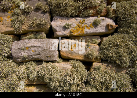 Dh FLECHTEN UK Pilze Flechten Steinmauern fishermens Hütte Wand uk Scottish Gebäude Pilz Stockfoto