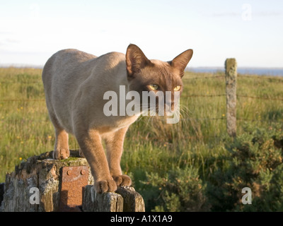 dh Burmese CAT UK Brown Burmese Hauskatze über die Konzentration auf Beute Pedigree balancing Haustier bereit Puunce Wand Stockfoto