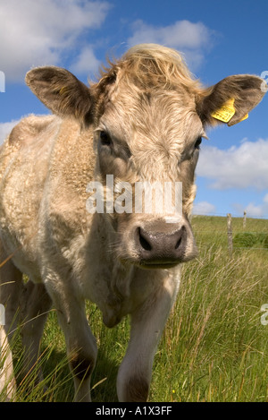 Dh Rindfleisch Kühe TIERE UK junge Neugierige Mutter Kuh Nahaufnahme Gesicht Bauernhof Kuh Rind uk Stockfoto