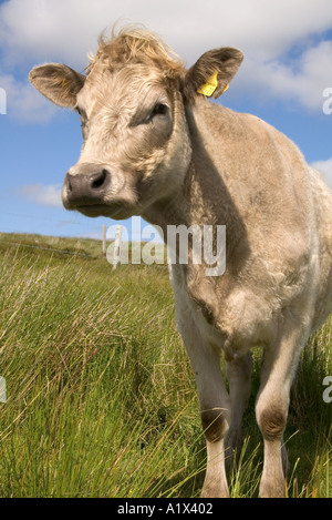 Dh Rindfleisch Kühe TIERE UK junge Neugierige Mutter Kuh weiß farm animal bovinae inländischen britische Rinder Stockfoto