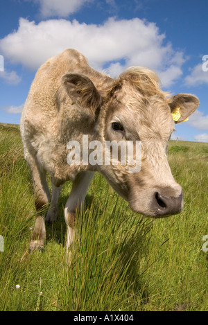 Dh Rindfleisch Kuh TIERE UK junge Neugierige Mutter Kuh grasing uk Nahaufnahme Gesicht farm animal Head Stockfoto