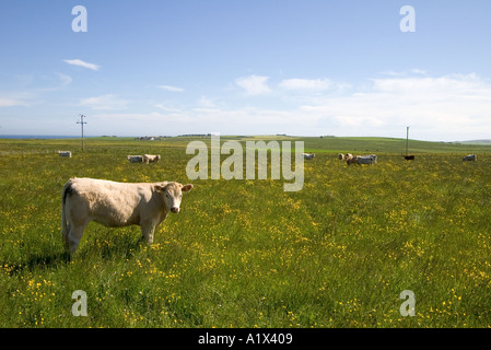 dh Rindfleisch Kühe Tiere Landwirtschaft Herde in Butterblume Wiese weiden Stockfoto