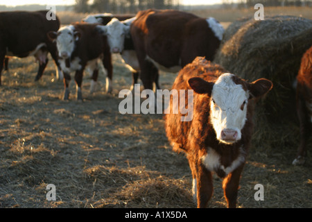 bei Neptun Farms in Salem County New Jersey grasende Kühe Stockfoto