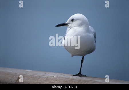 ruhenden jungen roten abgerechnet Gull New Zealand juvenile Stockfoto