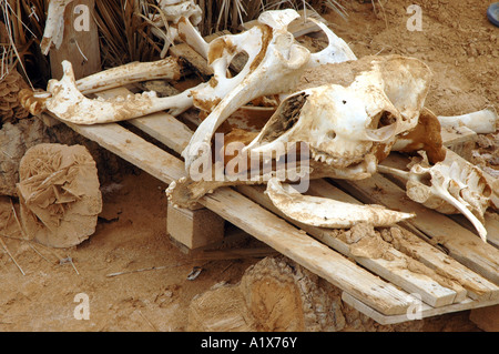 Souvenirs-Stall mit Kamelknochen auf Wüste Sahara in Tunesien Stockfoto