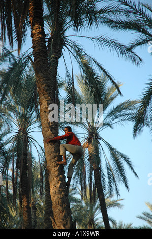 Erntezeit auf Dattelpalmen Plantage in Degache Oase in der Nähe von Nefta, Tunesien Stockfoto