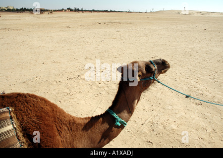 Tour auf Kamelen in Douz Oase in Tunesien, Sahara Wüste Stockfoto