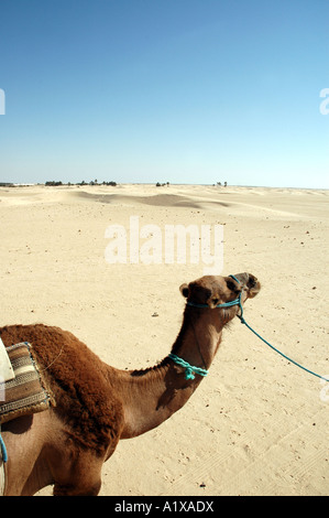 Tour auf Kamelen in Douz Oase in Tunesien, Sahara Wüste Stockfoto