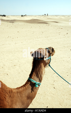 Tour auf Kamelen in Douz Oase in Tunesien, Sahara Wüste Stockfoto