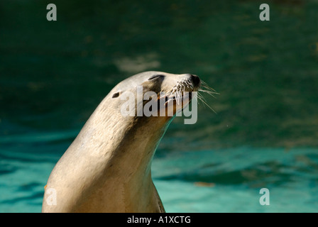 Kalifornien Seelöwen Zalophus Californianus at the National Zoo in Washington, D.C. Stockfoto