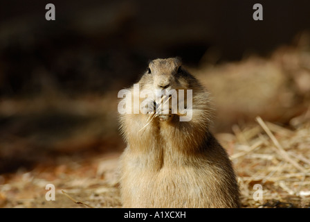 Dieses schwarz angebundene "Prairie Dog" Schwarzschwanz sich Fütterung ist auf einem Stiel der vegetation Stockfoto