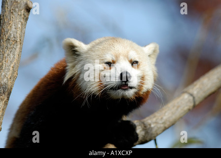Roter Panda Ailurus Fulgens in Baum Stockfoto