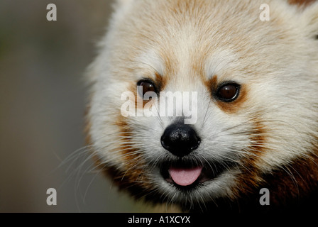"Roter Panda", Ailurus Fulgens, Nahaufnahme des Gesichts Stockfoto