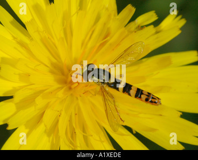 Hoverfly auf gelben Blume Stockfoto