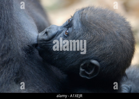 Baby Gorilla Krankenpflege Nahaufnahme closeup Stockfoto