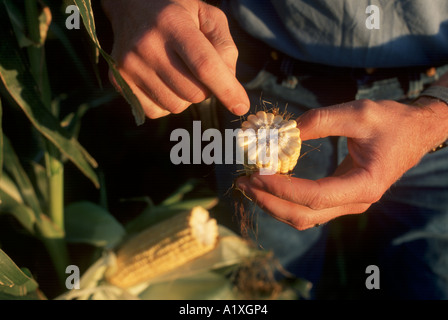 Landwirt prüft Mais in Colorado Ebenen Stockfoto