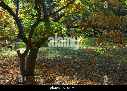 Herbst an der Westonbirt Arboretum Gloucestershire in England Stockfoto