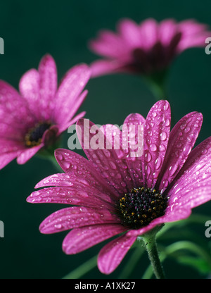 Osteospermum lila Osoutis drei Blüten mit Wassertropfen auf vorderen Blume vor dunkelgrünen Hintergrund konzentriert Stockfoto