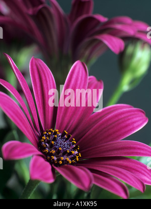 Osteospermum lila Osoutis Blumen in Großaufnahme auf vorderen Blume vor einem dunklen Hintergrund Stockfoto