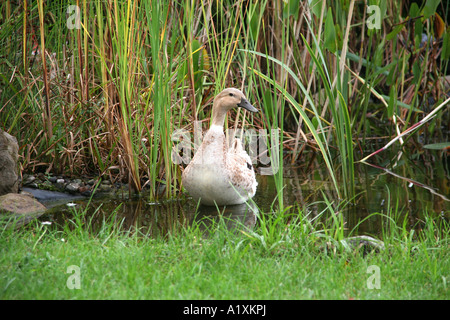 Gans am Teich Stockfoto