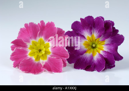 Deutsche Primel Blüte Primula obconica Stockfoto