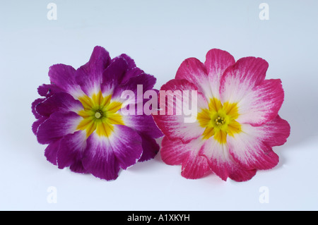 Deutsche Primel Blüte Primula obconica Stockfoto