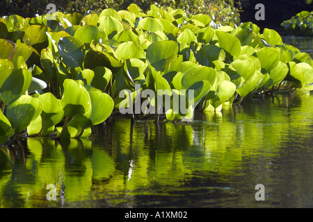 Wasserhyazinthe Eichhornia Crassipes schwebend in einem Fluss im südlichen Pantanal Mato Grosso do Sul Brasilien Stockfoto