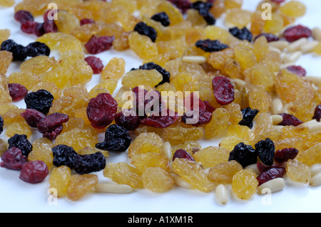 Sibirische Zeder Nuss Pinus Cembra Var Sibirica Zedernuesse Sibirische Zeder Zedernüsse Stockfoto