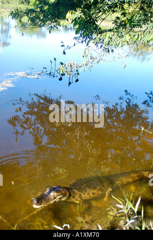 Ein Kaiman Jacare Caiman Crocodilus Yacare erfrischt sich in einem am Flussufer südlichen Pantanal Mato Grosso Do Sul Brasilien Stockfoto