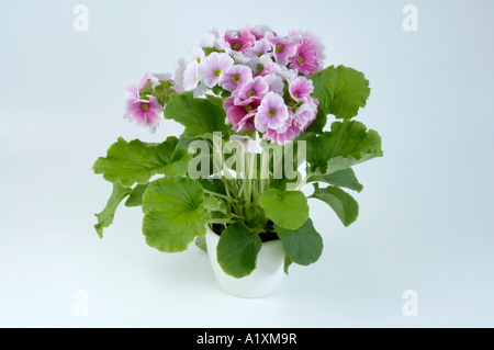 Deutsche Primel Blüte Primula Obconica, Becherprimel Stockfoto