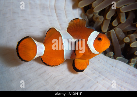 Falscher Clown Anemonenfisch Amphiprion Ocellaris Dumaguete Negros Island Philippinen Stockfoto