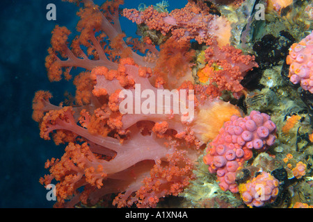 Weich und tube Korallen Dendronephthya sp und Tubastrea sp Gato Island Cebu Philippinen Visayan Nordsee Stockfoto